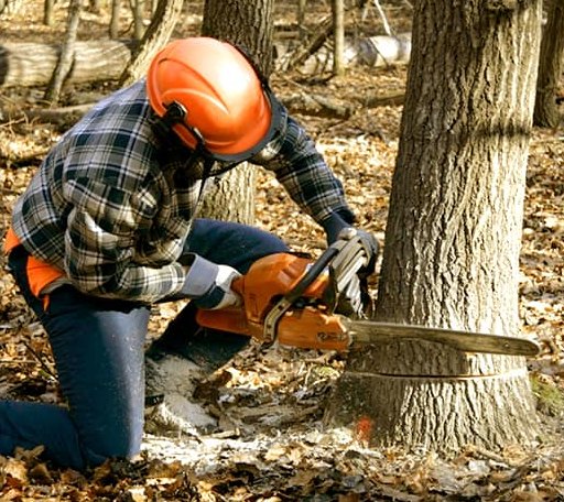 Tree Removal in Dovray, MN